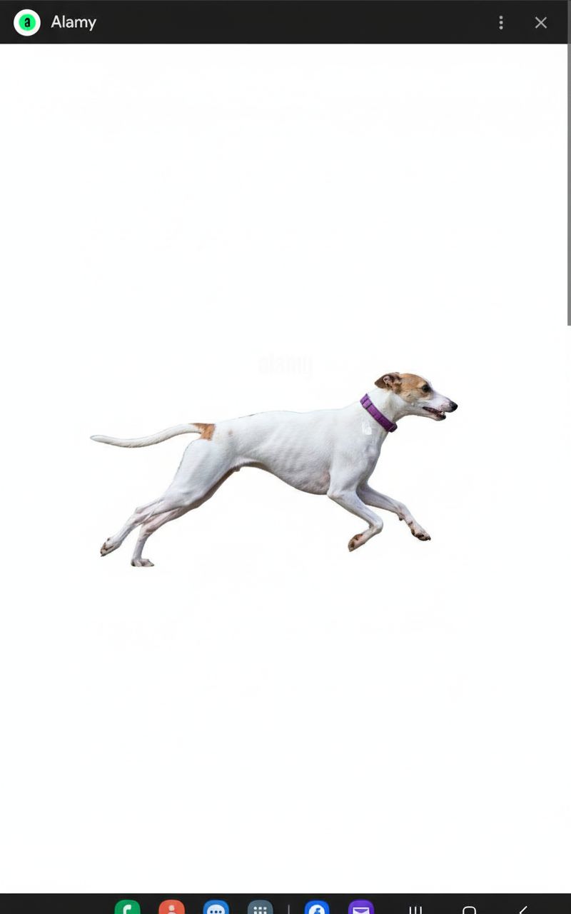 Leaping Greyhound Dog free 3D printable STL