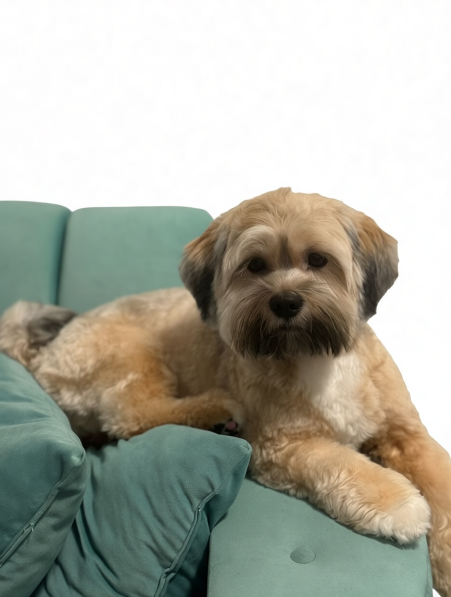 Soft Coated Wheaten Terrier Figurine free 3D printable STL