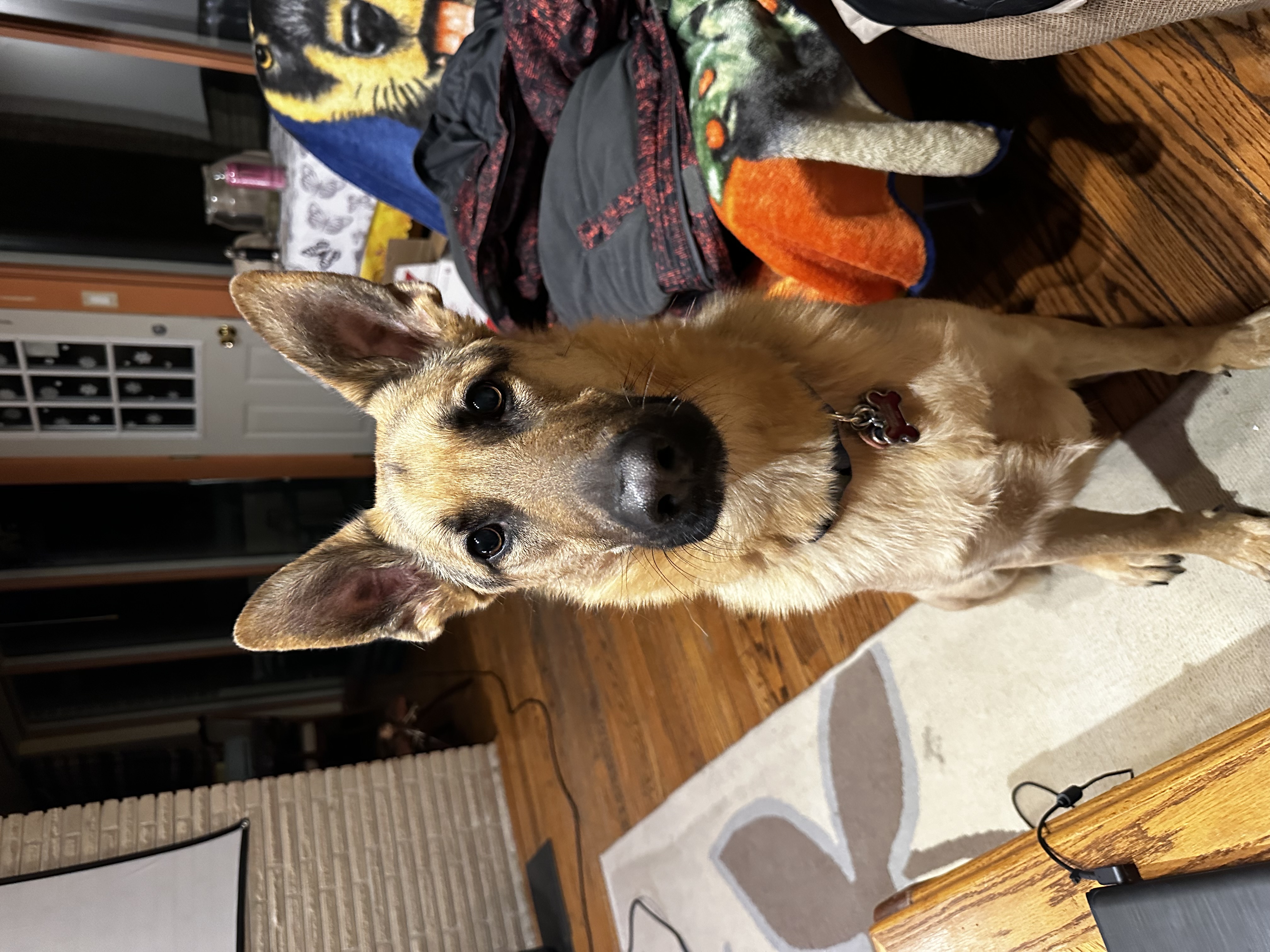 German Shepherd Figurine free 3D printable STL