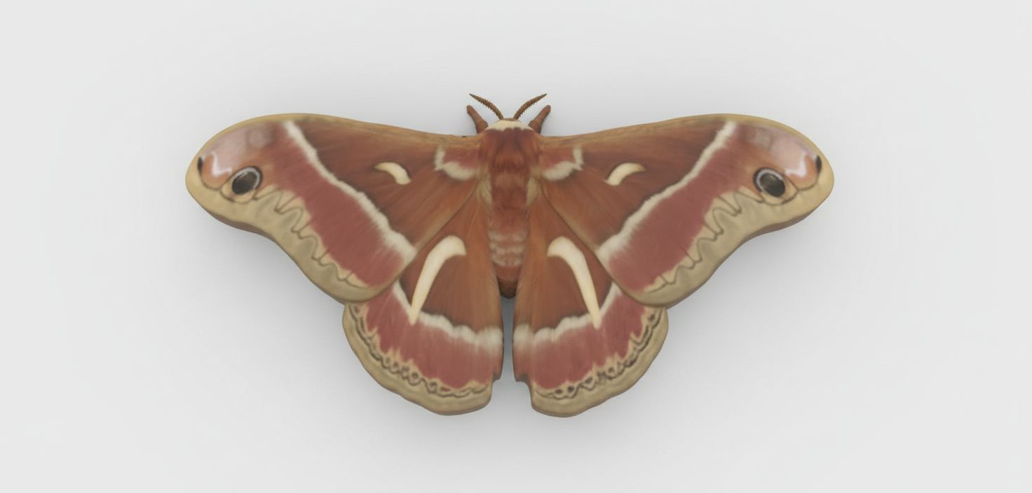 Polyphemus Moth Figurine free 3D printable STL