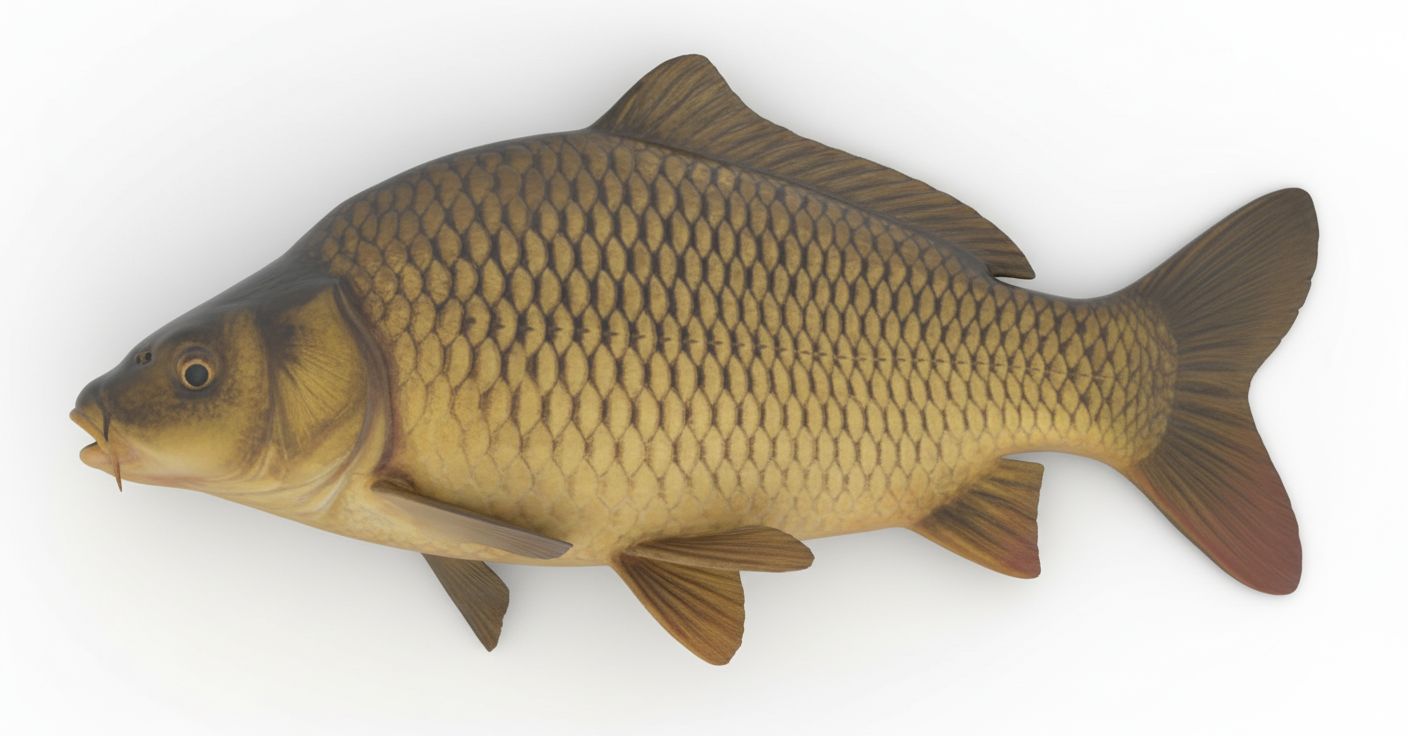 Common Carp Figurine free 3D printable STL