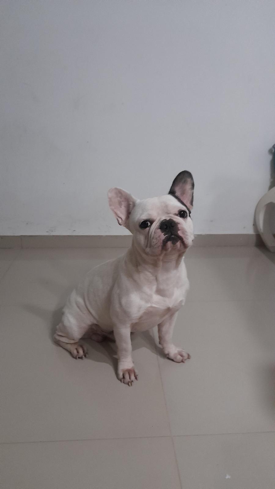 French Bulldog Figurine free 3D printable STL