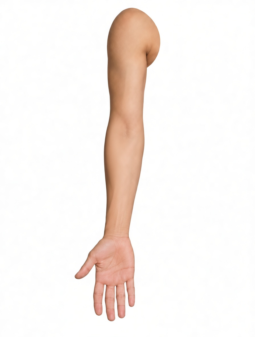 Human Arm Model free 3D printable STL