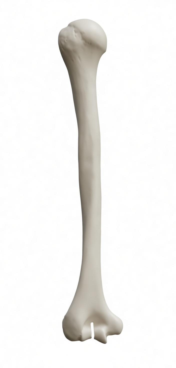 Human Femur Bone Model free 3D printable STL