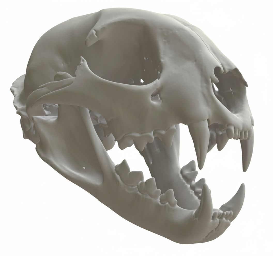 Big Cat Skull Model free 3D printable STL