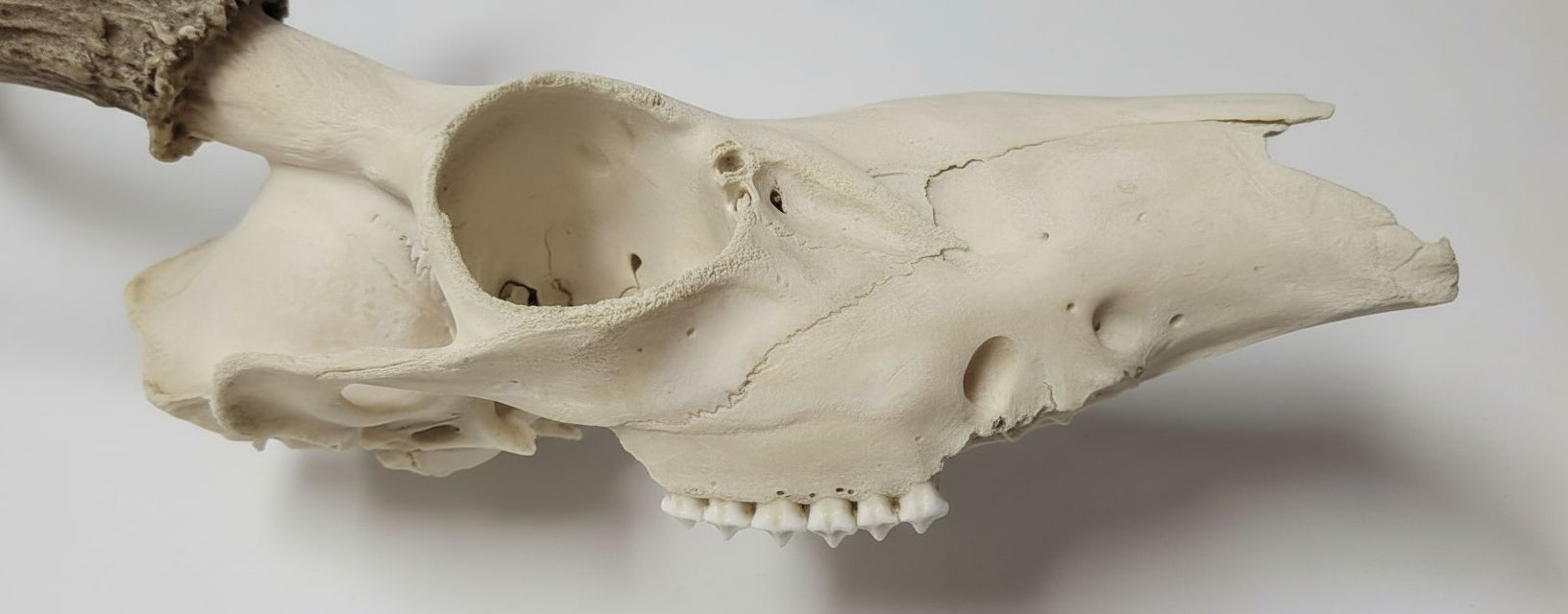 Intricate Animal Skull Model free 3D printable STL