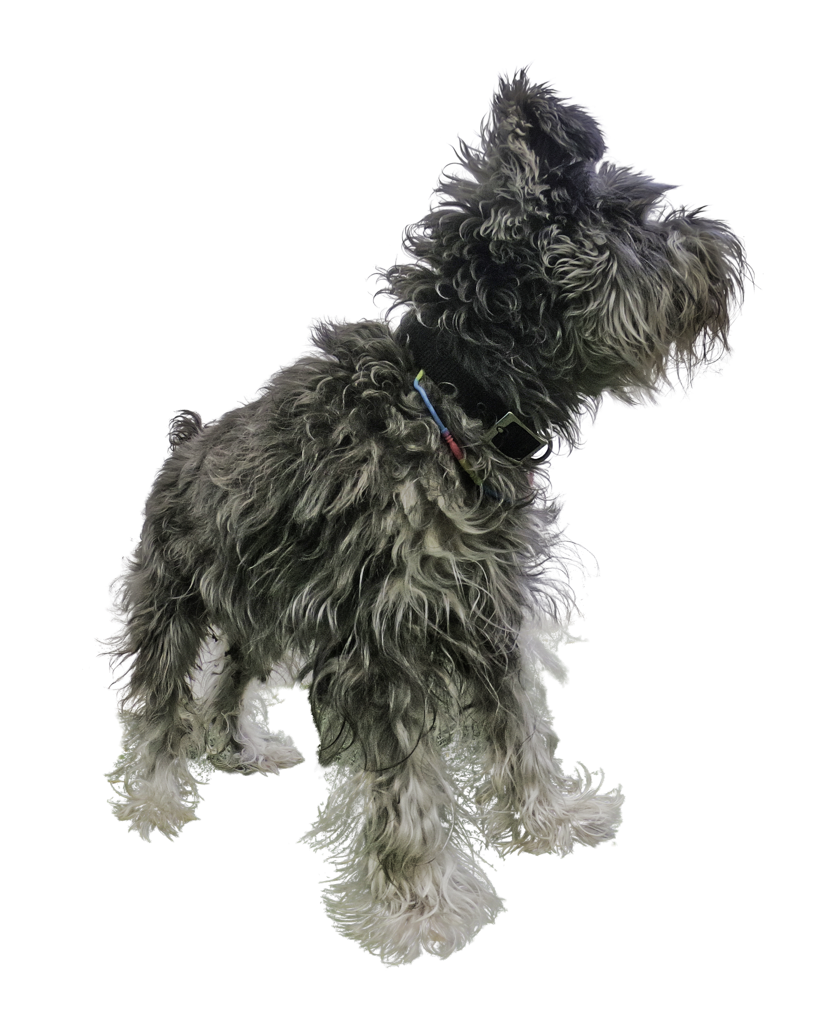 Schnauzer Dog Figurine free 3D printable STL