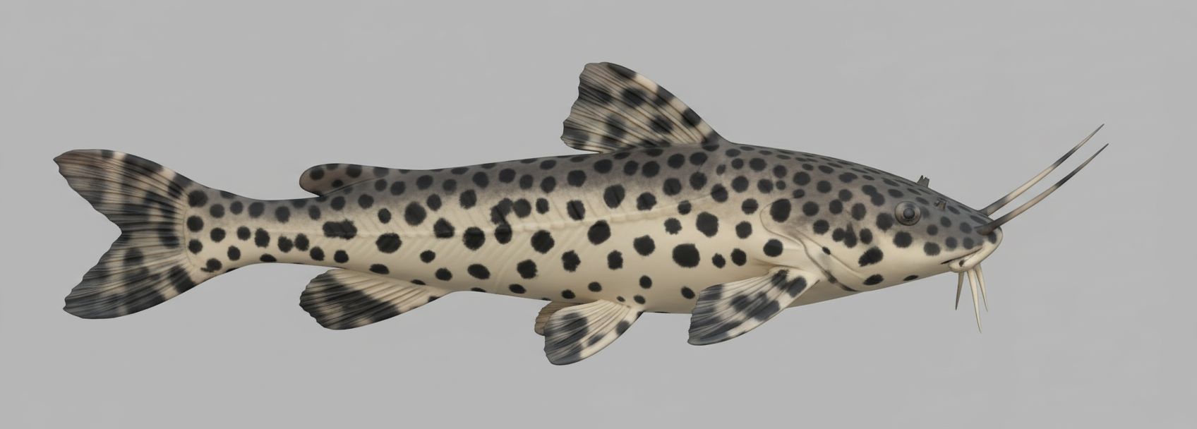 Spotted Catfish Model free 3D printable STL