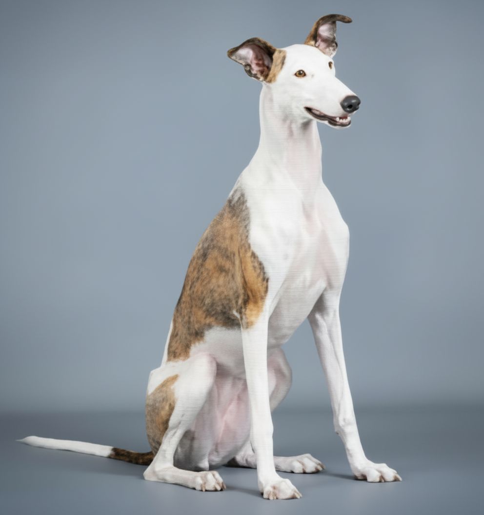 Stylish Greyhound Model free 3D printable STL