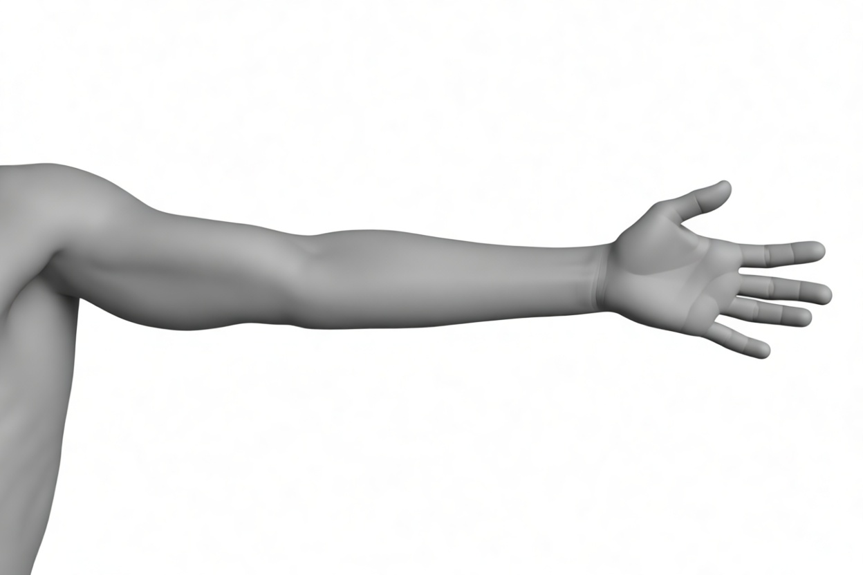 Human Arm Model free 3D printable STL