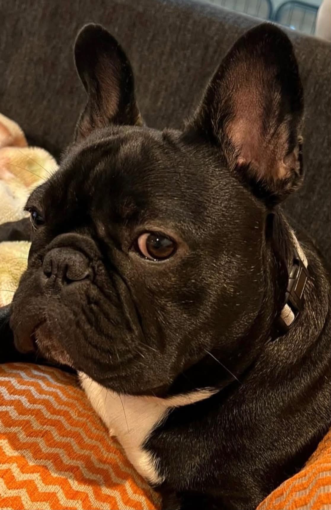 French Bulldog Figurine free 3D printable STL