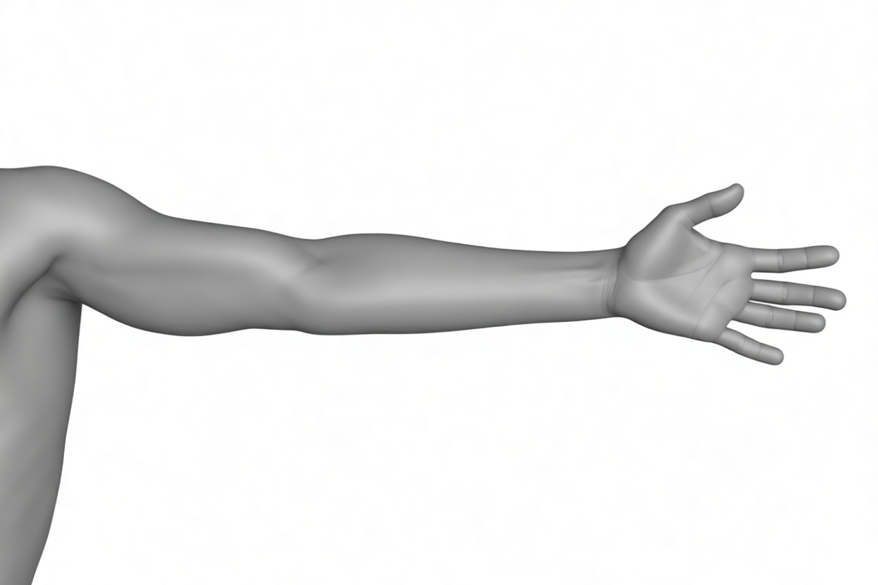 Human Arm Model free 3D printable STL