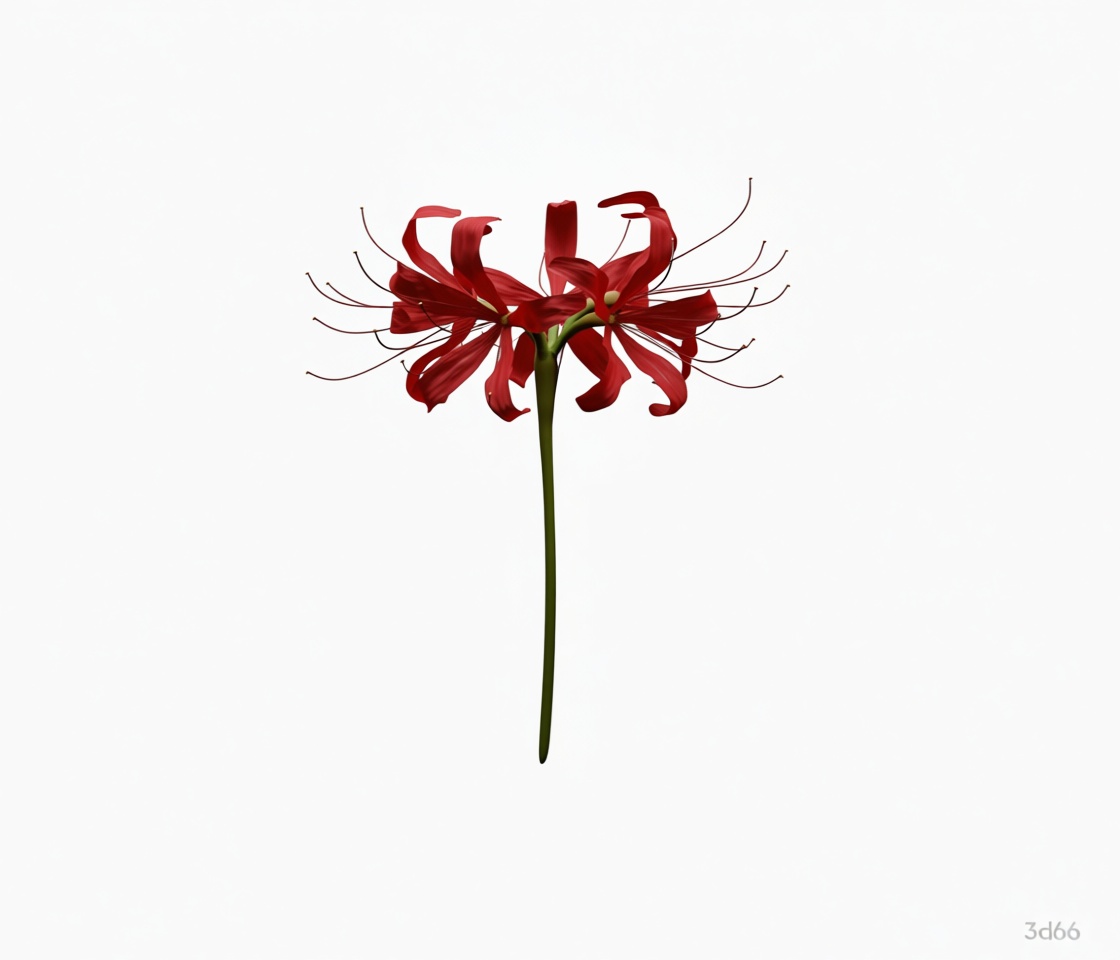 Red Spider Lily Model free 3D printable STL