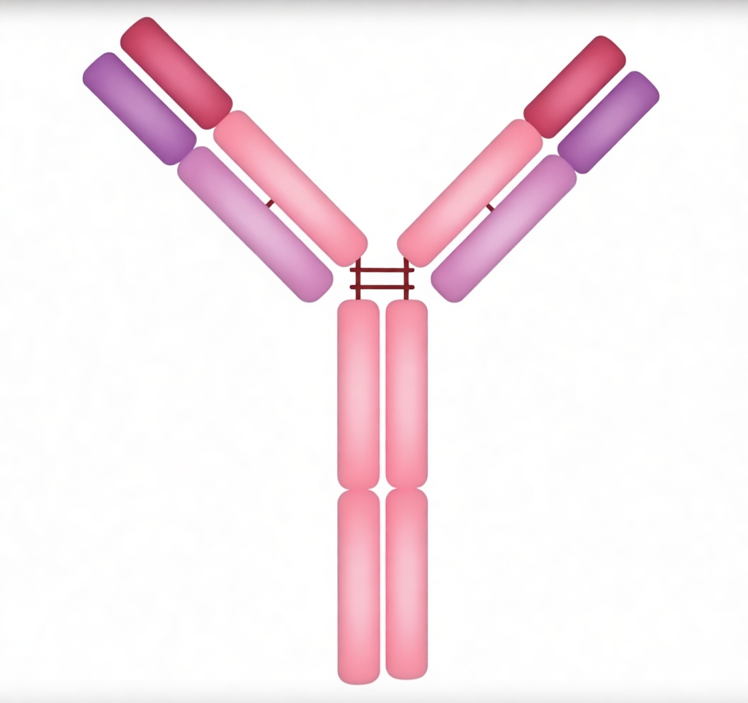 Antibody 3D Model free 3D printable STL