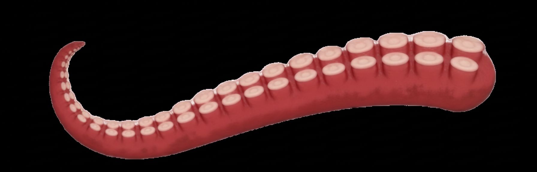 Octopus Tentacle Model free 3D printable STL