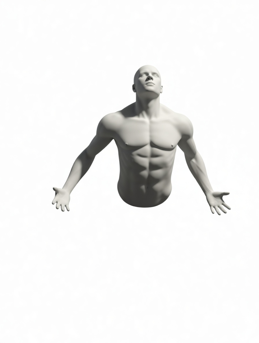 Male Anatomy Study Model free 3D printable STL