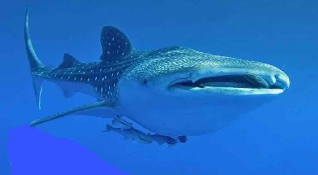 Whale Shark free 3D printable STL