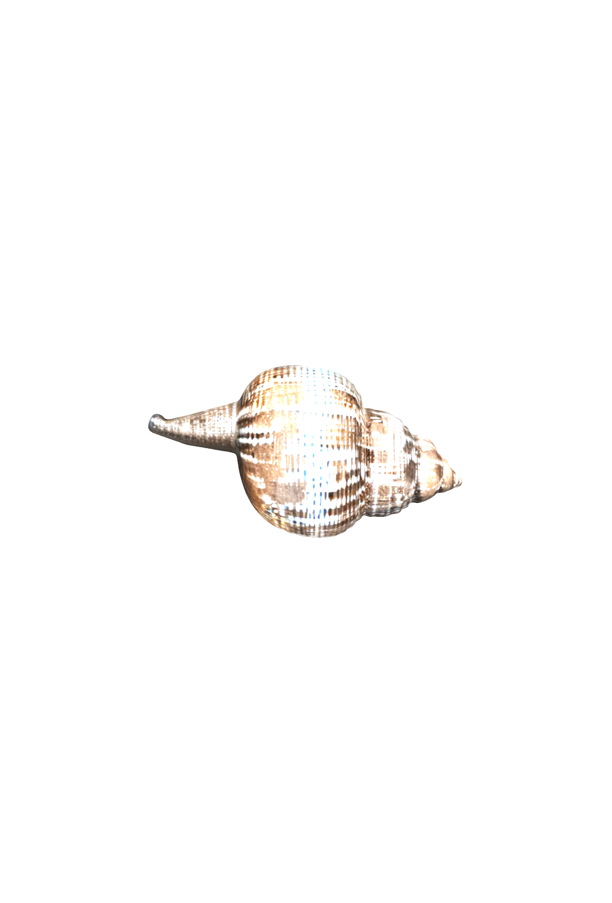 Spiral Sea Shell free 3D printable STL