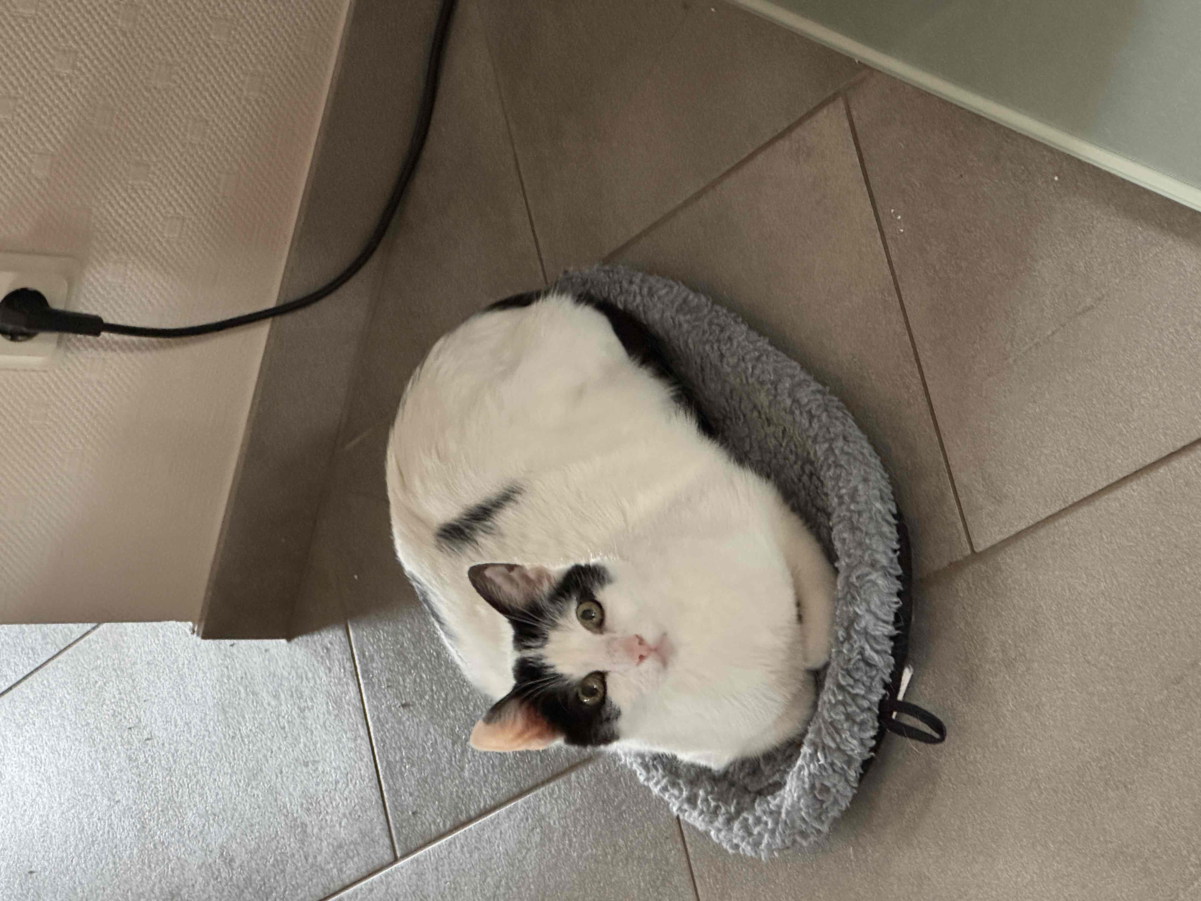 White and Black Cat Sitting free 3D printable STL