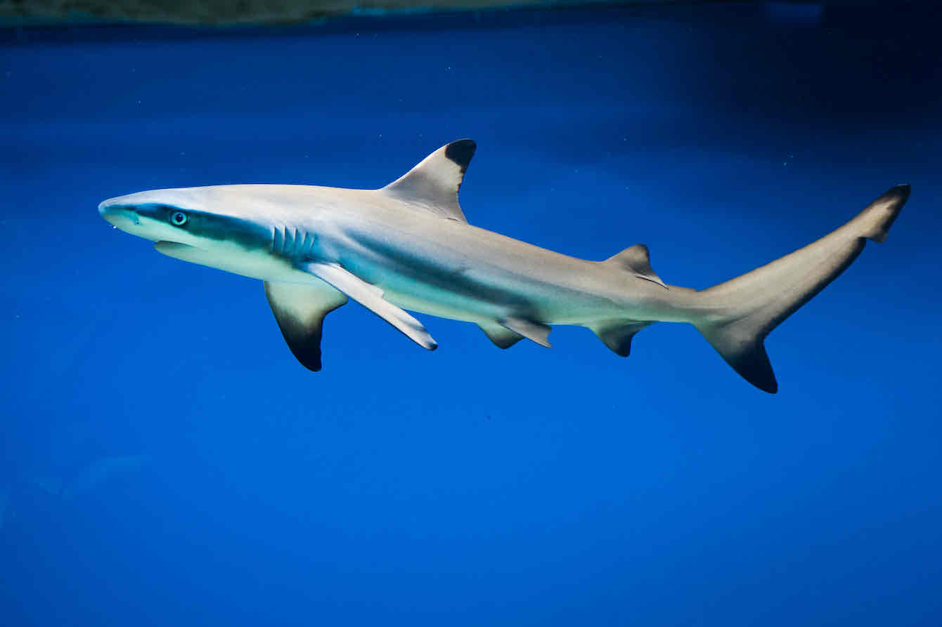 Blacktip Reef Shark free 3D printable STL