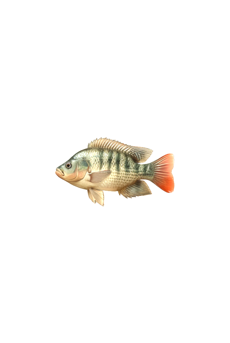 Tilapia Fish Model free 3D printable STL