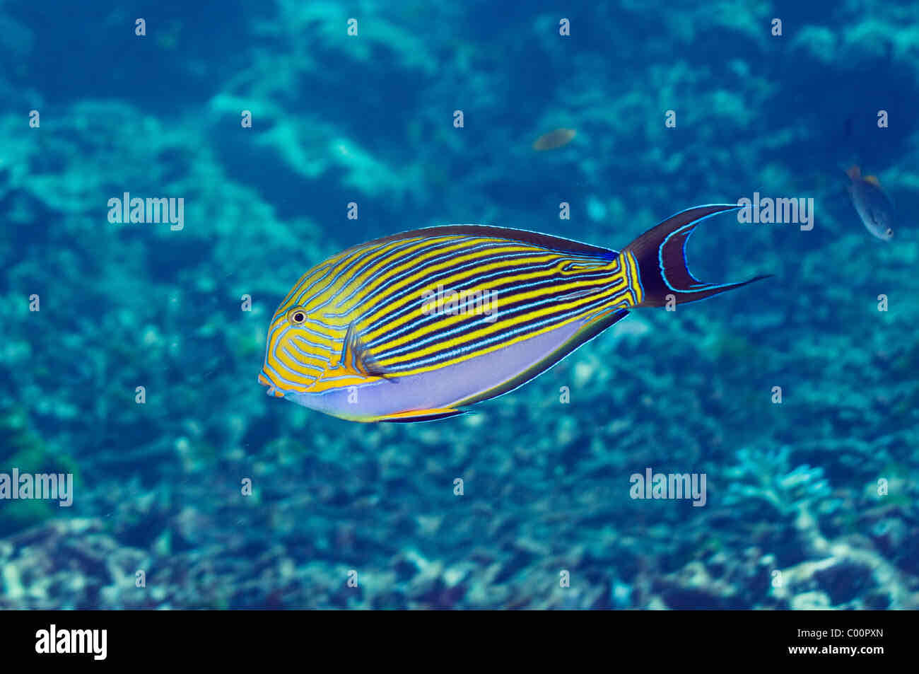 Regal Blue Tang Fish free 3D printable STL