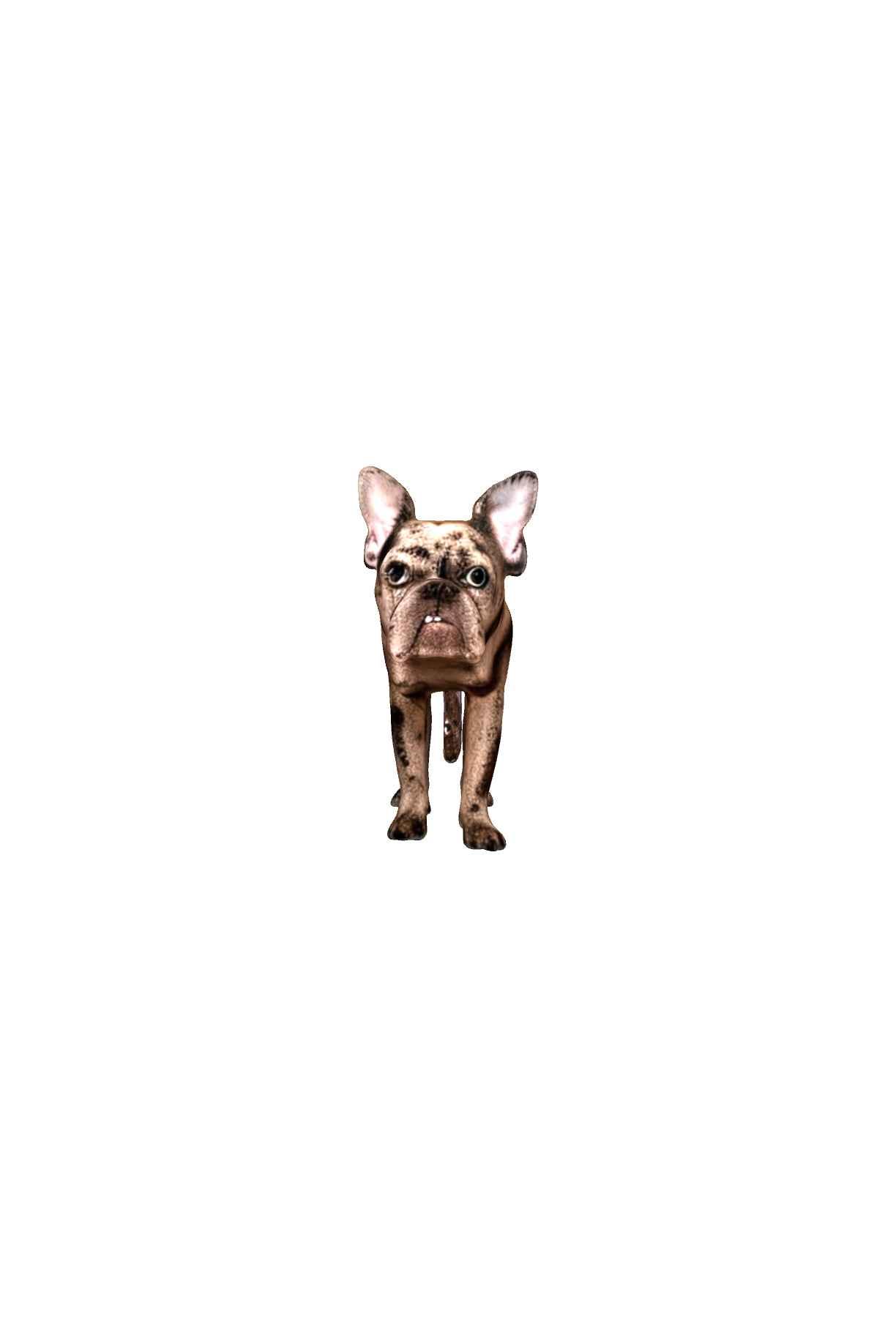 Merle French Bulldog Standing free 3D printable STL