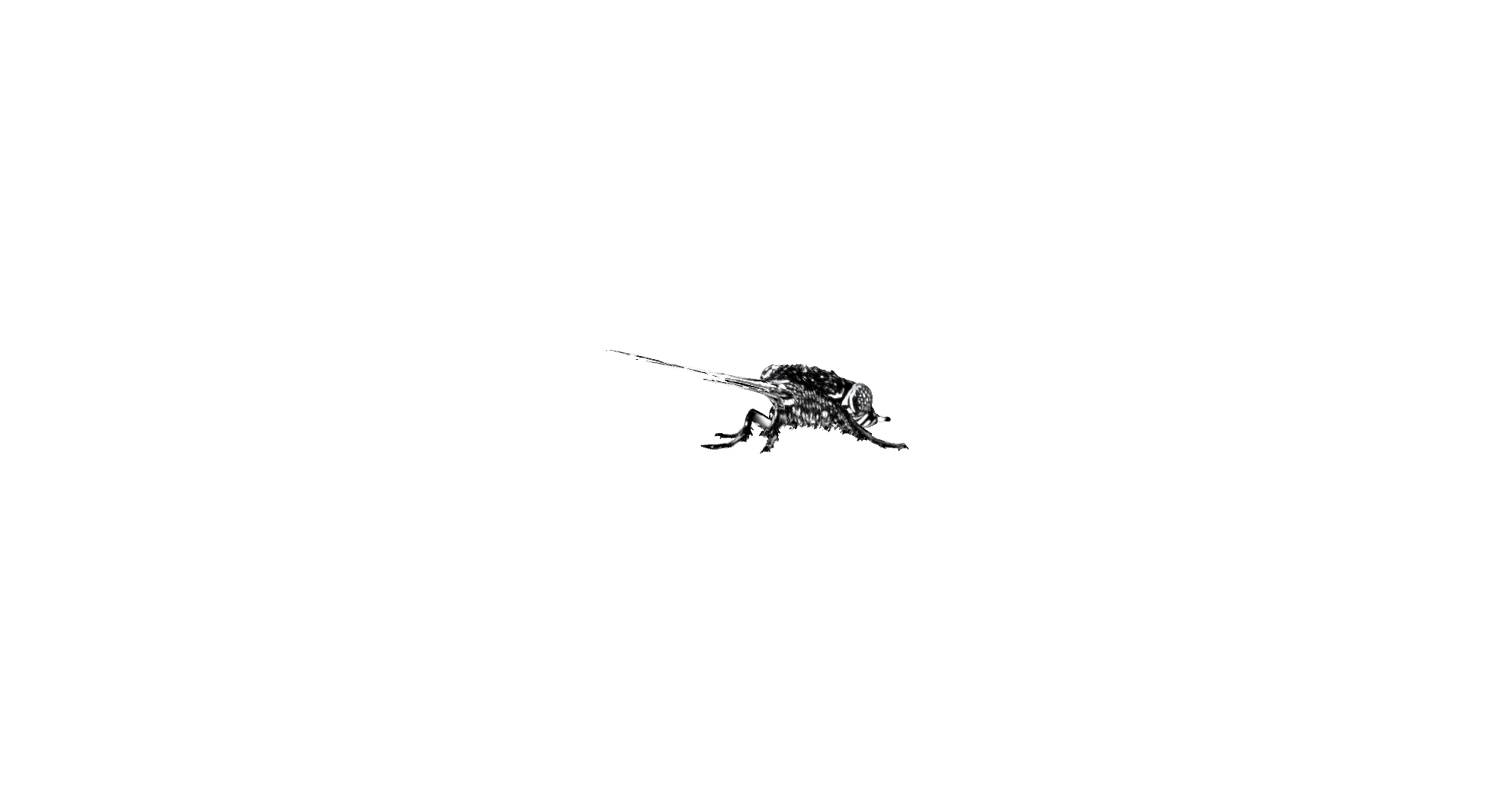 Detailed Housefly Illustration free 3D printable STL