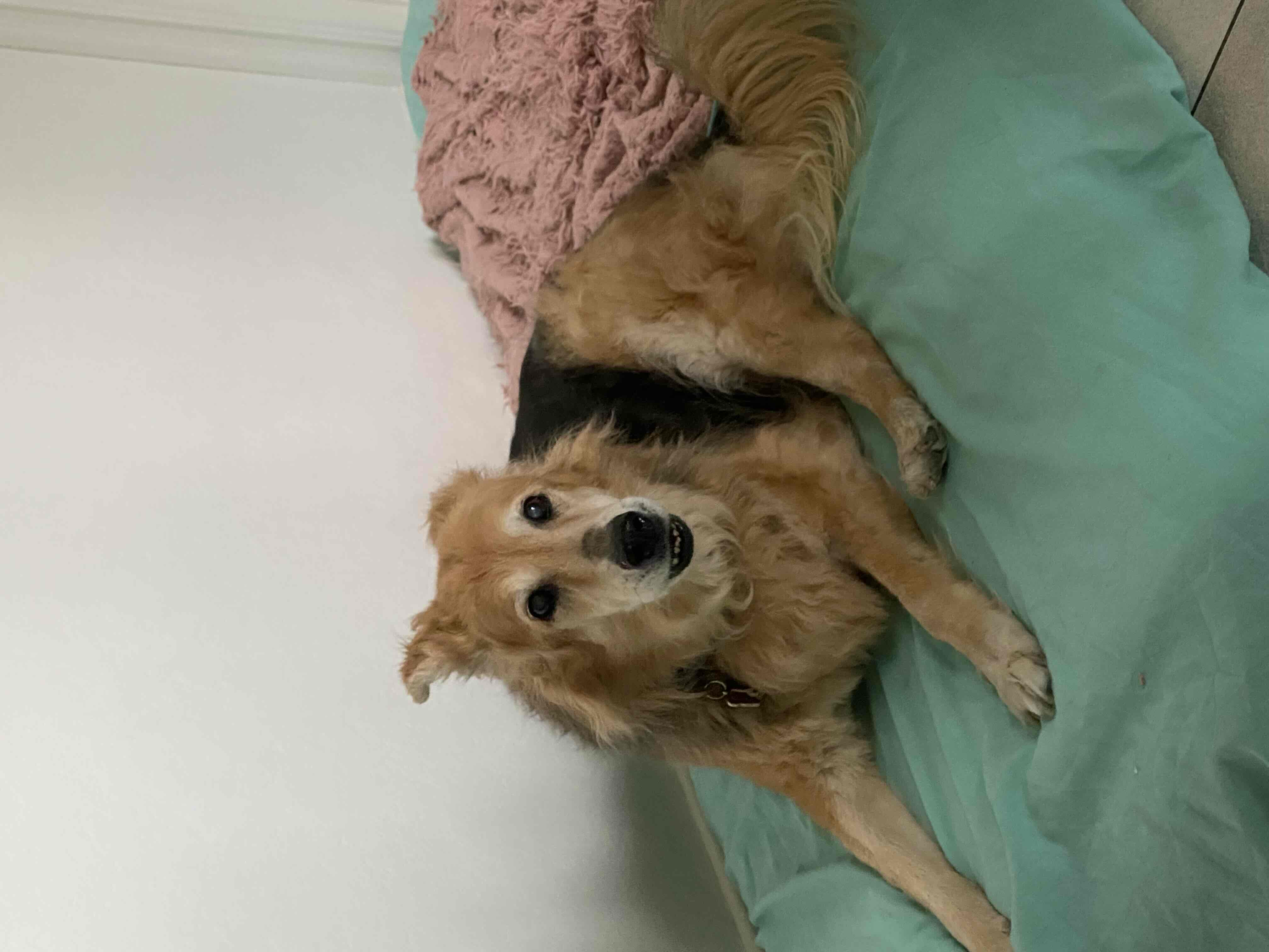 Golden Retriever Lying free 3D printable STL