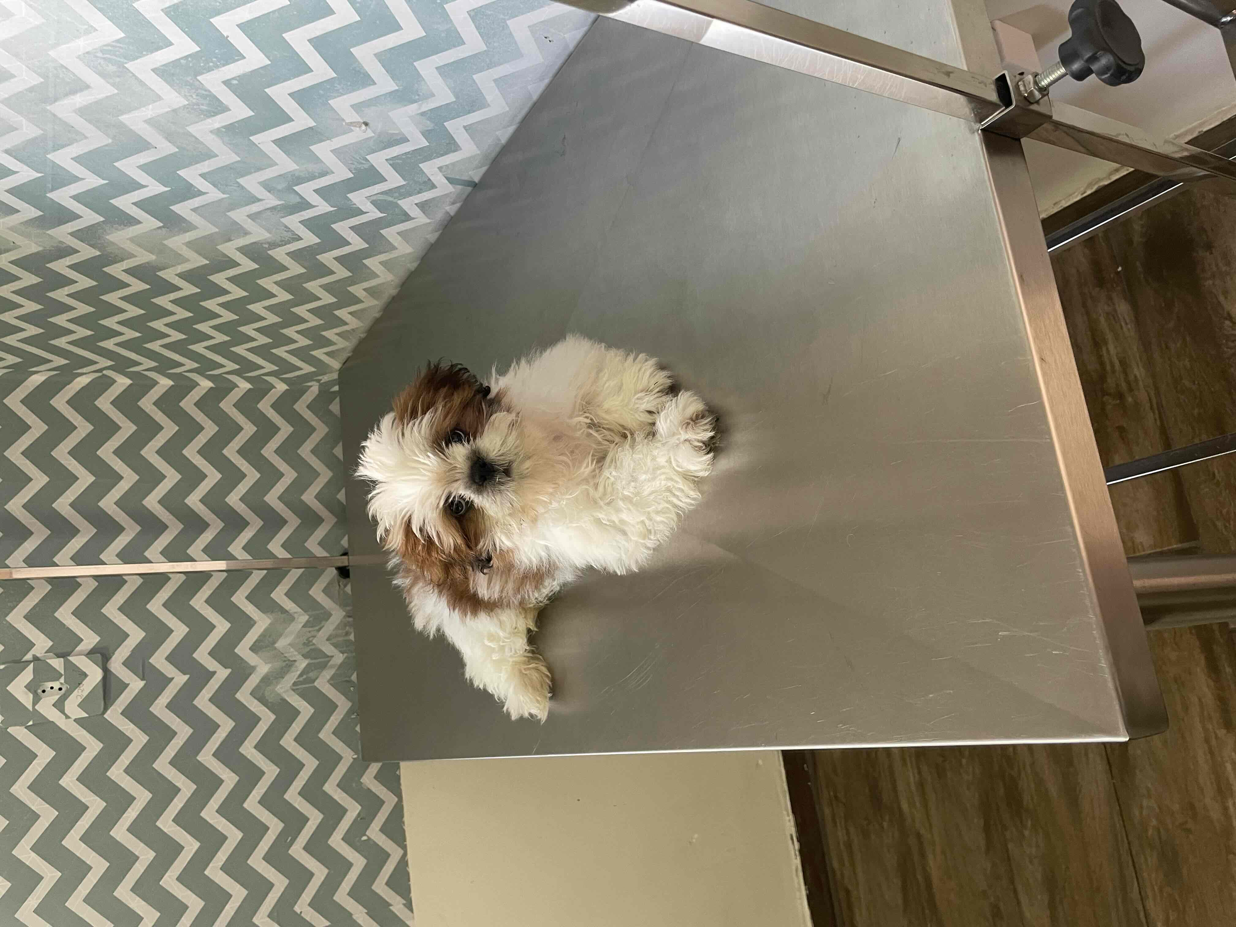 Shih Tzu Puppy Lying free 3D printable STL