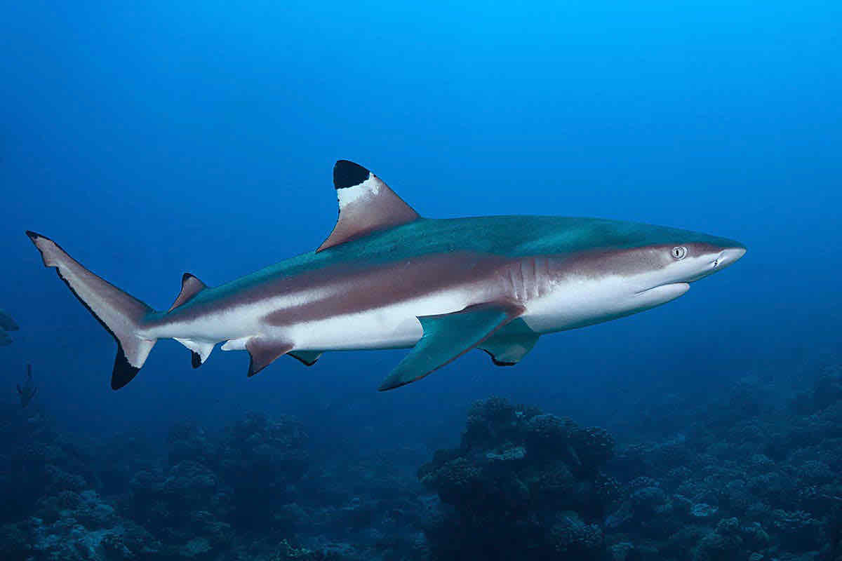 Grey Reef Shark Swimming free 3D printable STL
