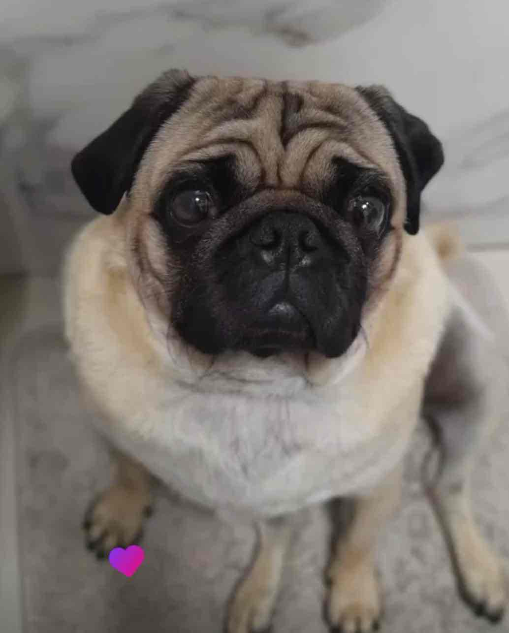 Pug Dog Sitting free 3D printable STL