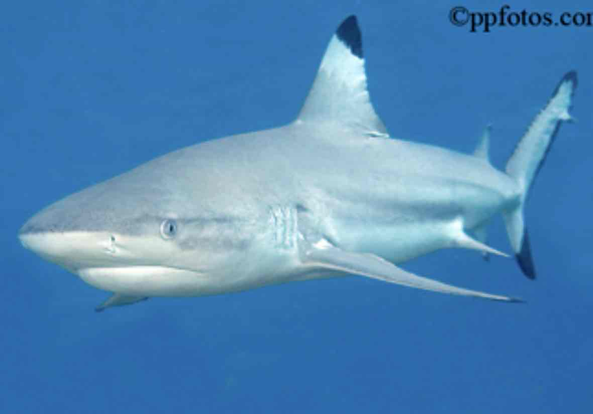 Hammerhead Shark Swimming free 3D printable STL