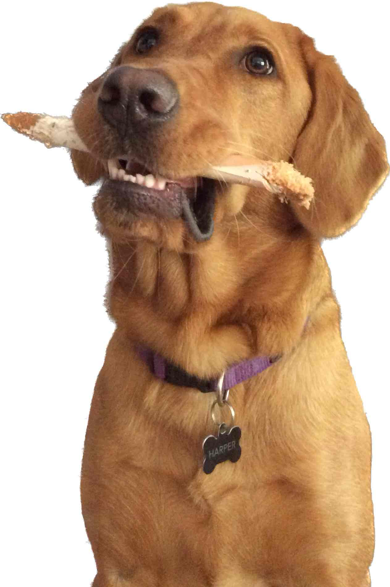 Golden Retriever Chewing free 3D printable STL