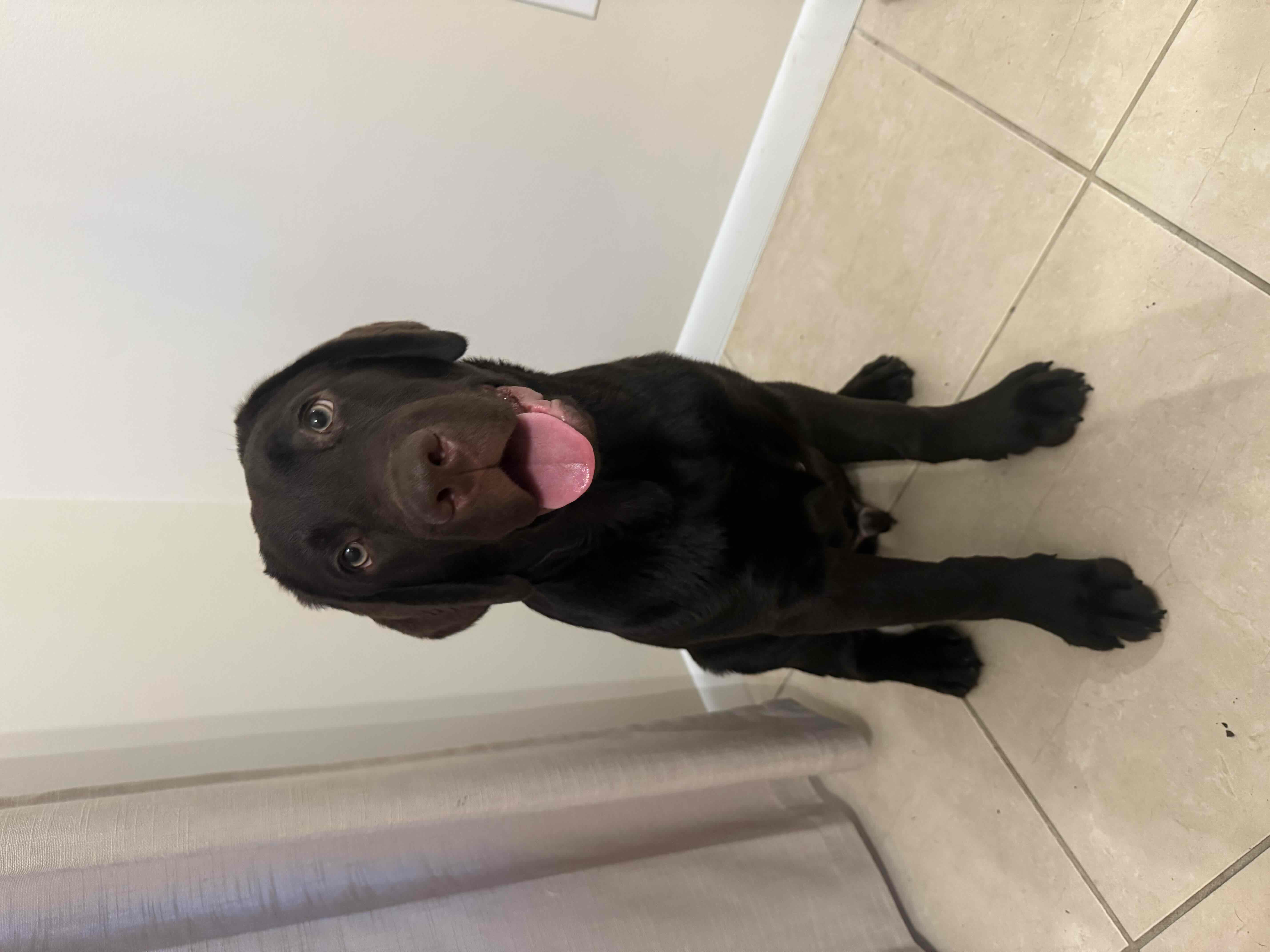 Chocolate Labrador Sitting free 3D printable STL