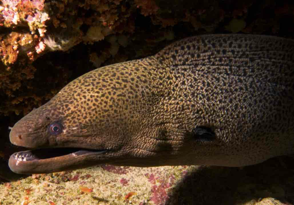 Lemon Eel Portrait free 3D printable STL