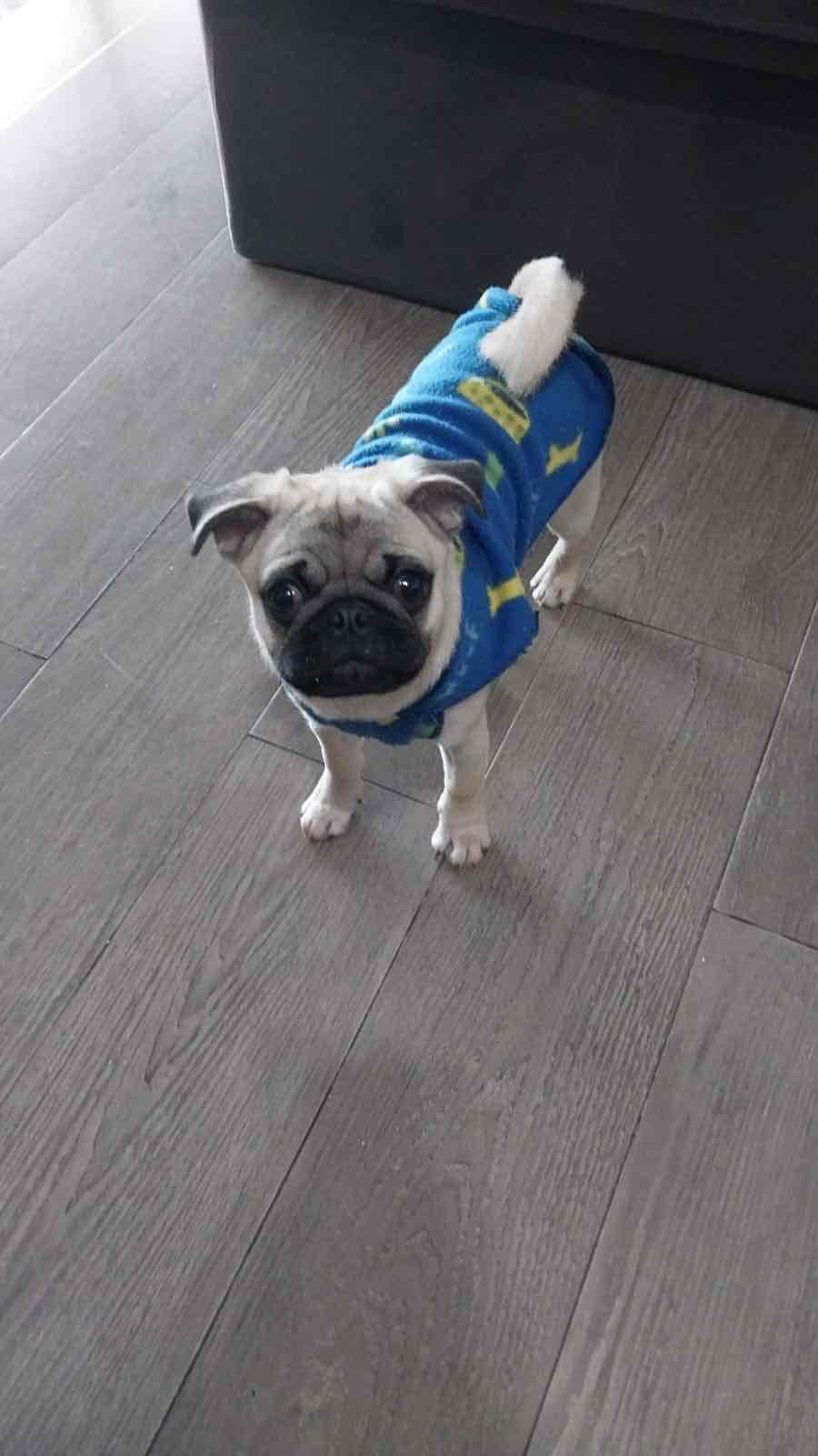 Pug Puppy in Sweater free 3D printable STL