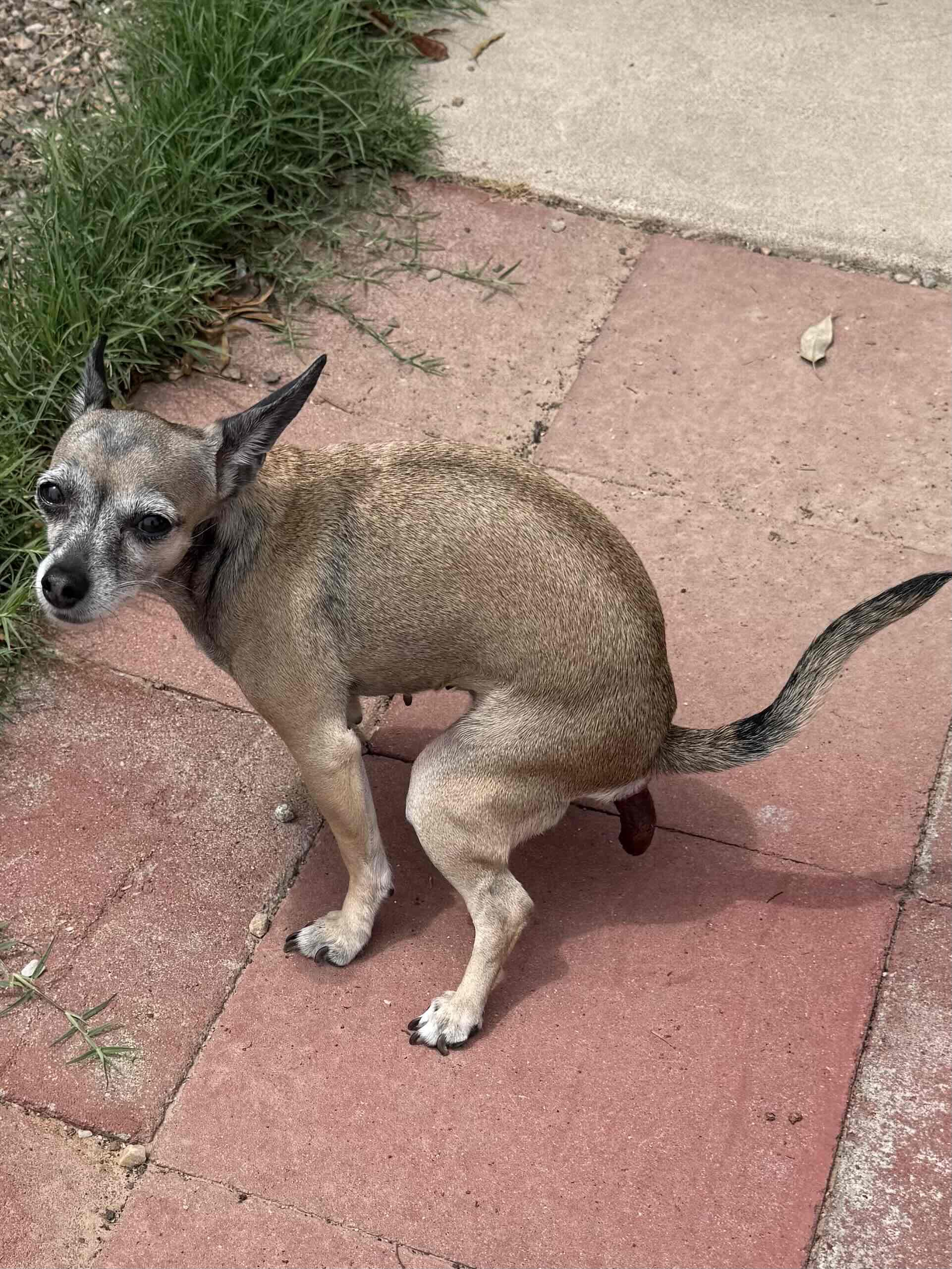 Chihuahua Sitting free 3D printable STL