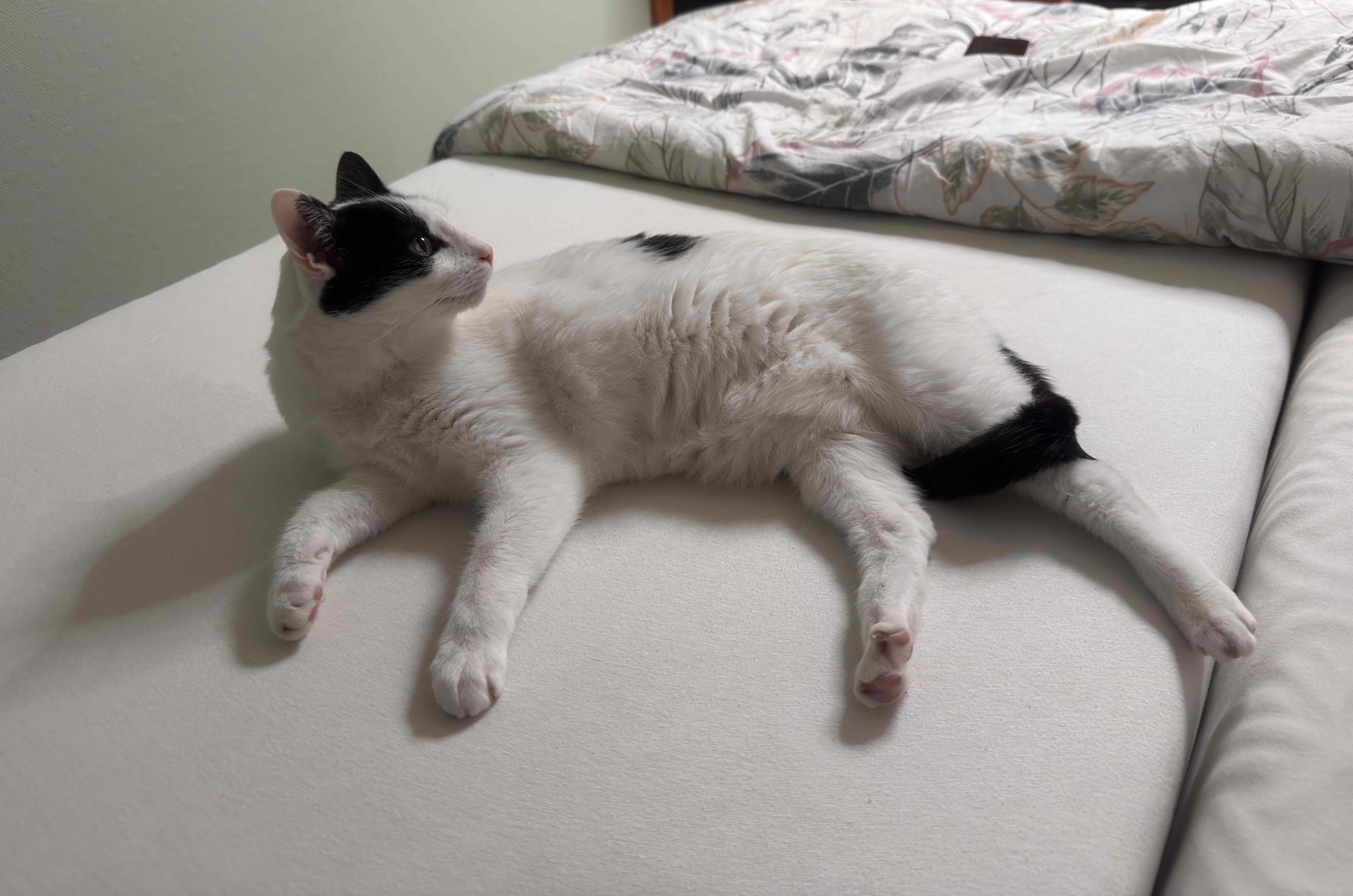 Black and White Cat Lying free 3D printable STL