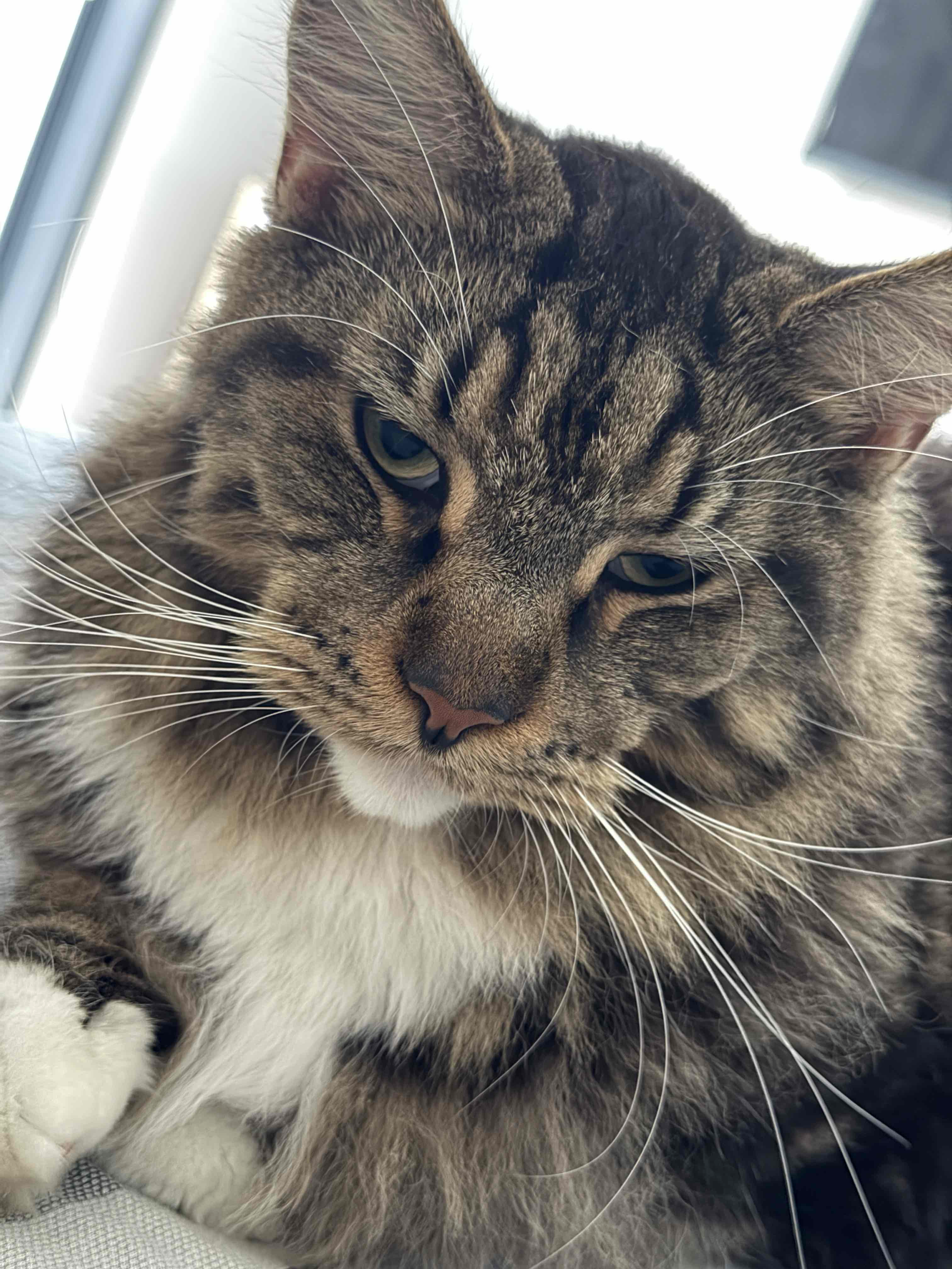 Maine Coon Cat Pose free 3D printable STL