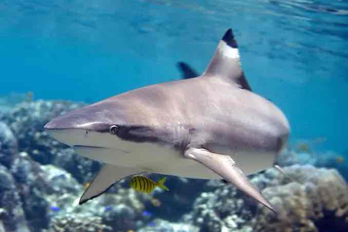 Reef Shark Swimming free 3D printable STL