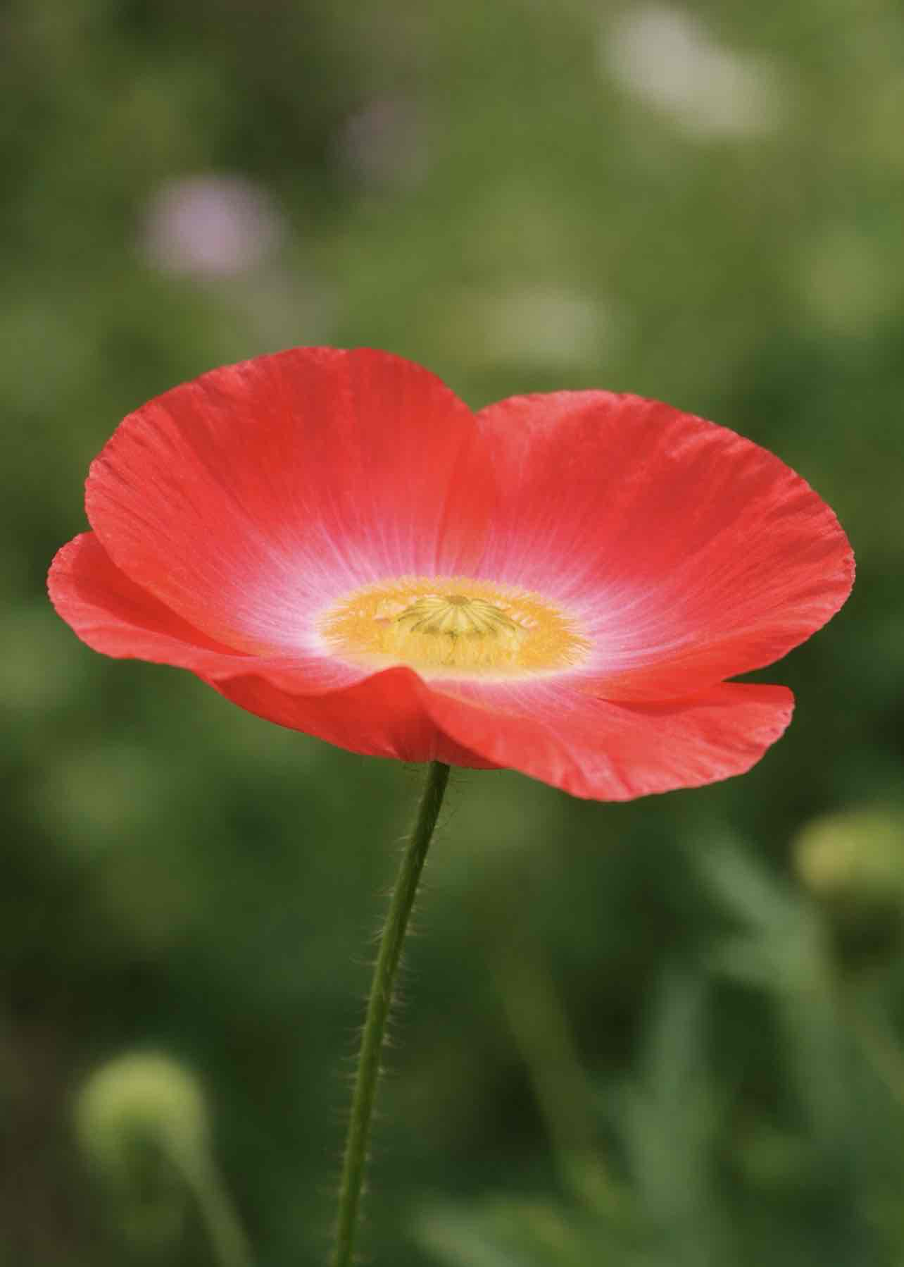 Red Poppy Flower free 3D printable STL
