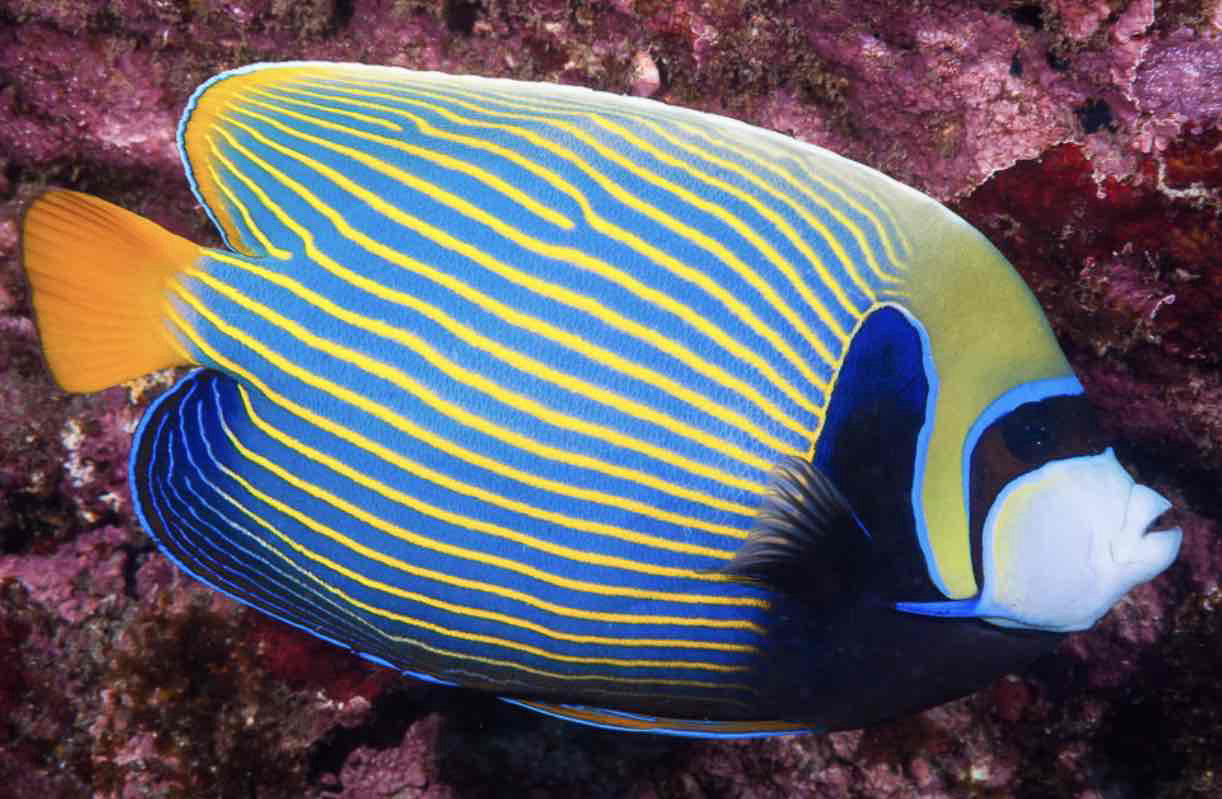 Emperor Angelfish Swimming free 3D printable STL