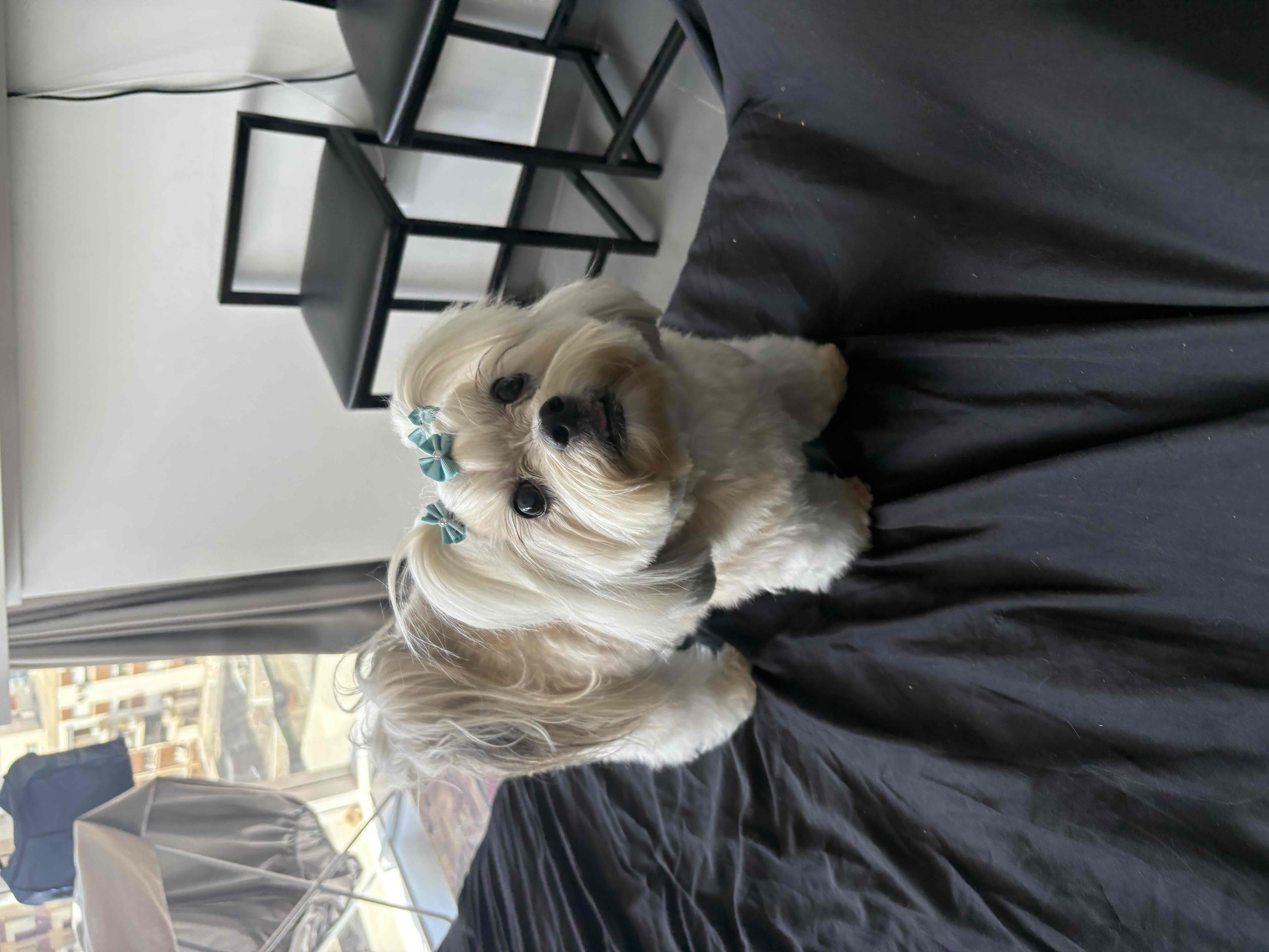 Havanese Dog Standing free 3D printable STL