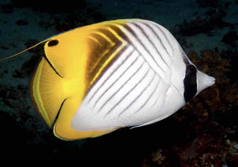Black and White Butterflyfish free 3D printable STL