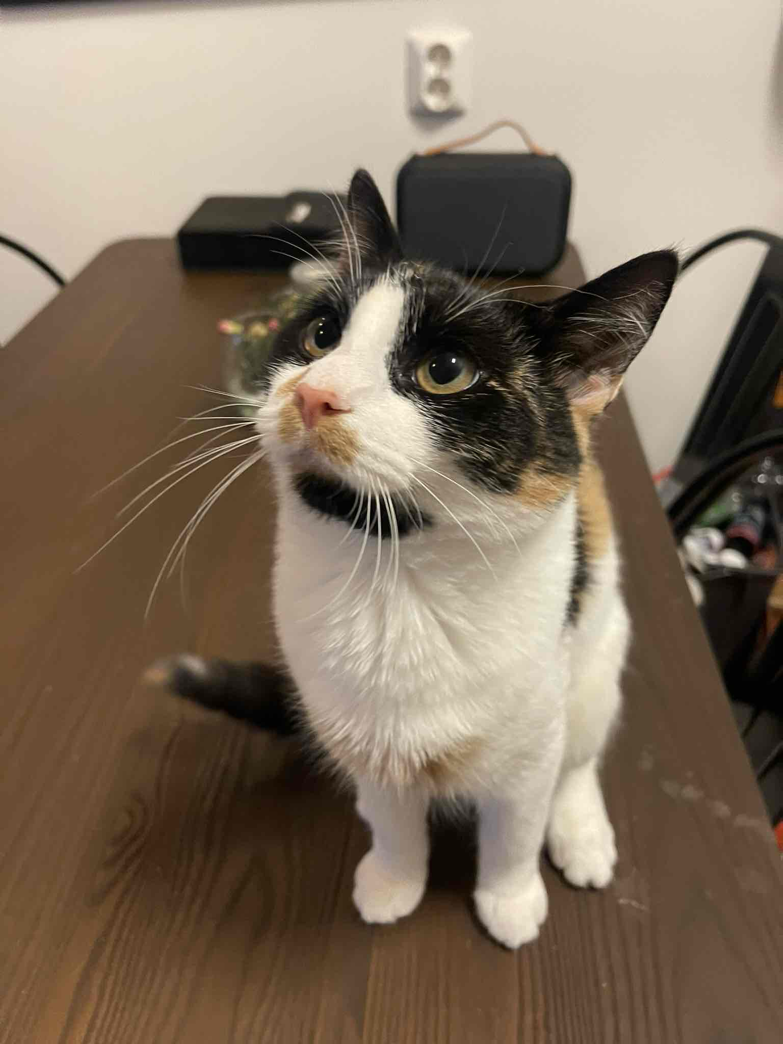 Calico Cat Sitting free 3D printable STL