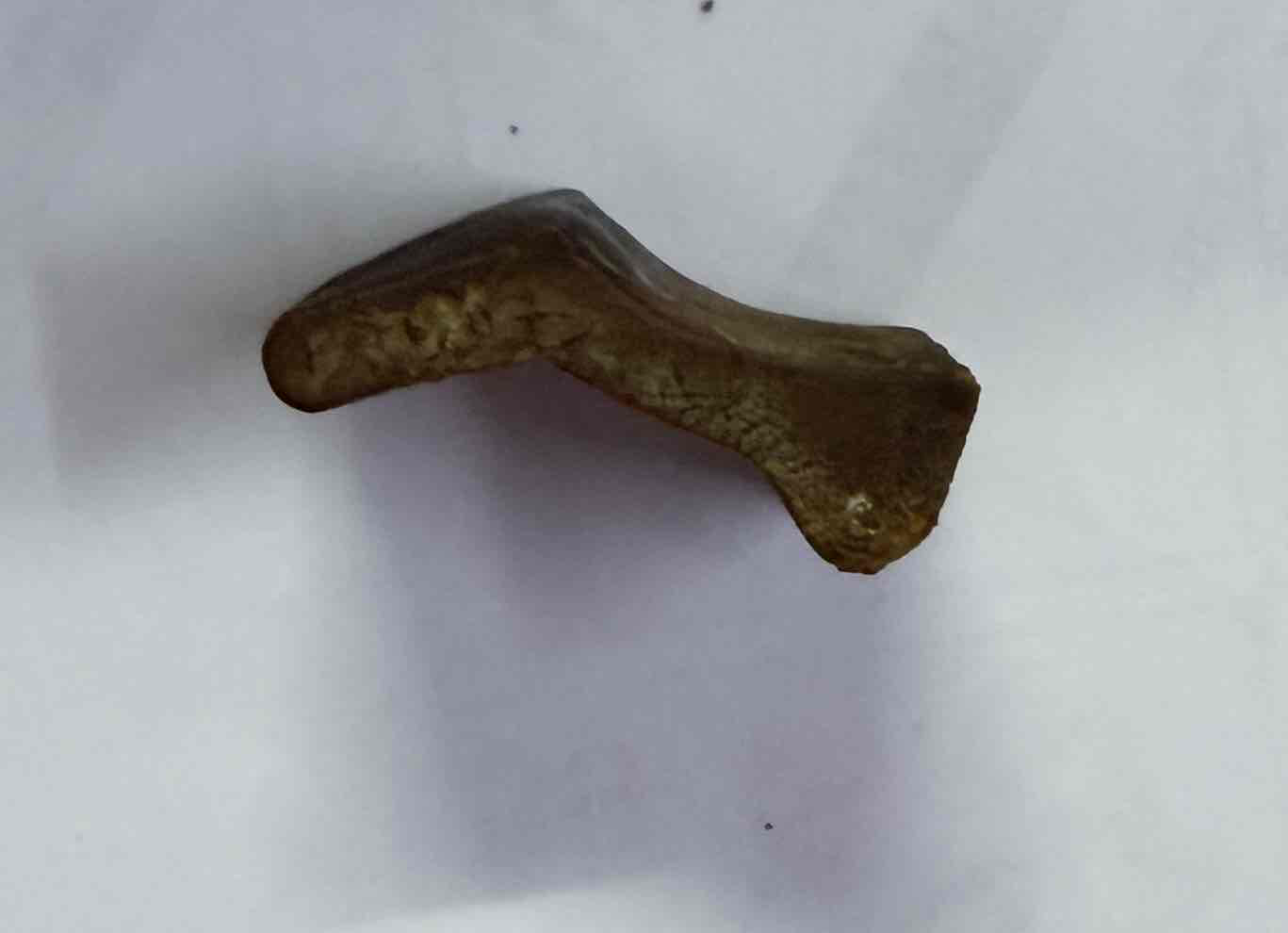 Fossilized Dinosaur Bone free 3D printable STL