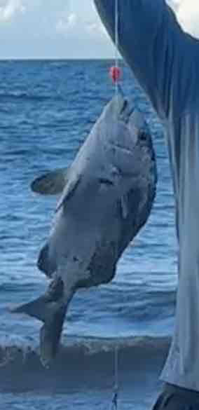 Giant Trevally Fish free 3D printable STL