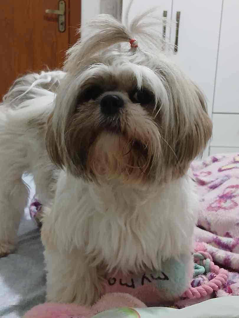 Shih Tzu Dog Standing free 3D printable STL