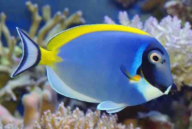 Yellow Tang Fish free 3D printable STL